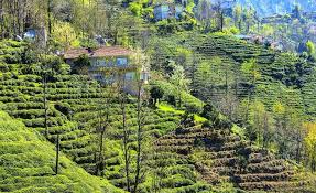 NES0280 Palampur Sightseeing