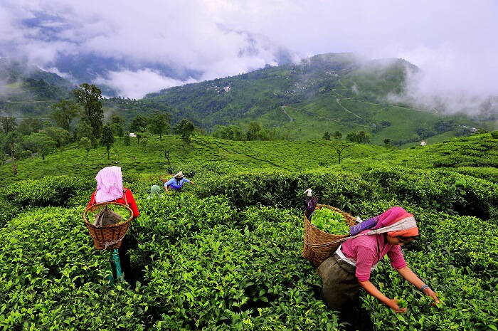 NEP0172 Munnar-Thekkady-Alleppey-Kovalam