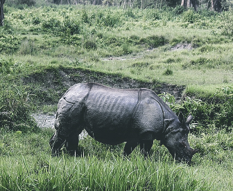 NEP0209 Siliguri-Chilapata-Jaldapara-Lataguri-Gorumara